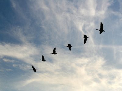 Seilbahnen als ergänzende ÖPNV-Angebote